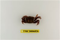 藏品(北方丑招潮蟹)的圖片